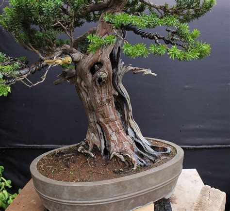 ebay bonsai|Bonsai for sale .